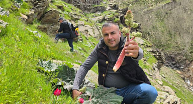 Yüksek rakımlı dağlarda “yayla muzu” mesaisi başladı