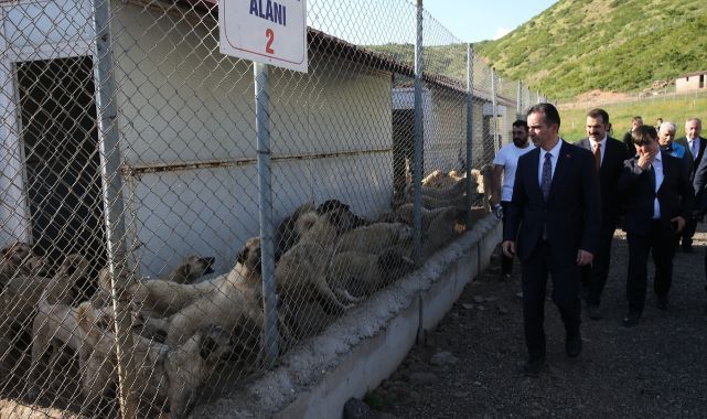 2 bin sahipsiz köpeğe yuva oldu