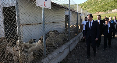 2 bin sahipsiz köpeğe yuva oldu