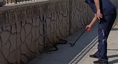 2 metre uzunluğuyla görenleri şoke etti