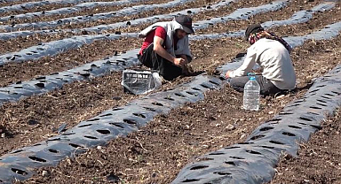 300 bin çilek fidesi üreticilerle buluştu   
