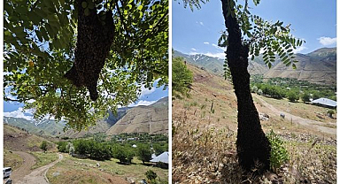 Arılar ağaçta oğul verdi