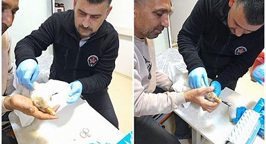 Atmacanın yaraladığı kaz acil serviste tedavi edildi