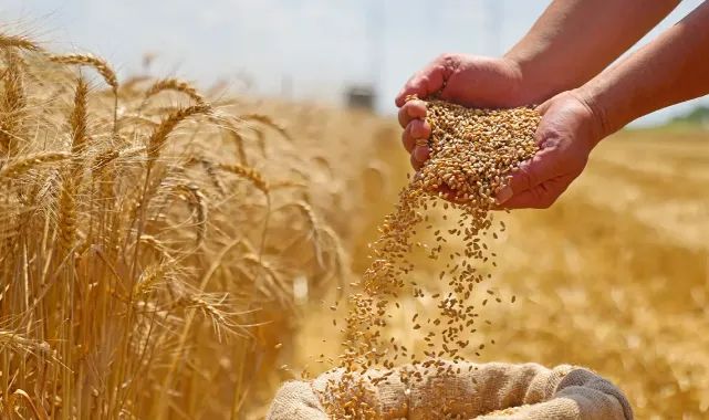 Bakan Yumaklı açıkladı! TMO hububat alımlarında ödemelere başladı