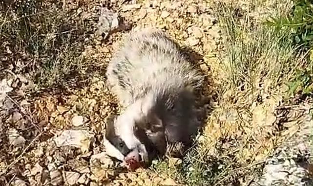 Bal porsuğu saldırısında şaşırtan anlar