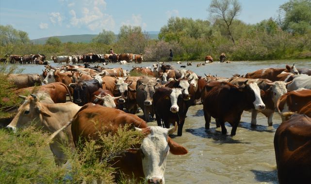 Besiciler sürülerini yeşeren meralara çıkardı