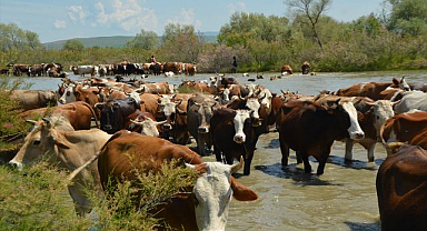 Besiciler sürülerini yeşeren meralara çıkardı
