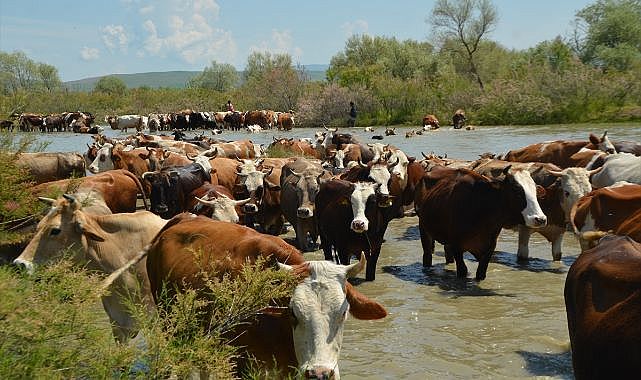Besiciler sürülerini yeşeren meralara çıkardı