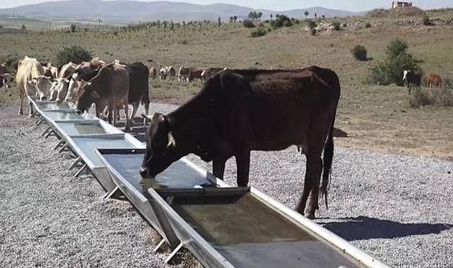 Büyükşehir’den hayvancılığın geliştirilmesine katk