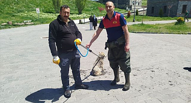 Çaya düşen köpeği itfaiye kurtardı