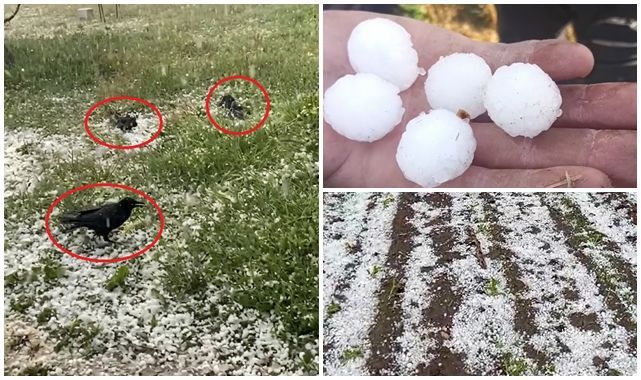 Dolu Erzurum'da çiftçiyi vurdu! 11 mahallede tarım arazileri büyük zarar gördü
