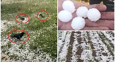 Dolu Erzurum'da çiftçiyi vurdu! 11 mahallede tarım arazileri büyük zarar gördü