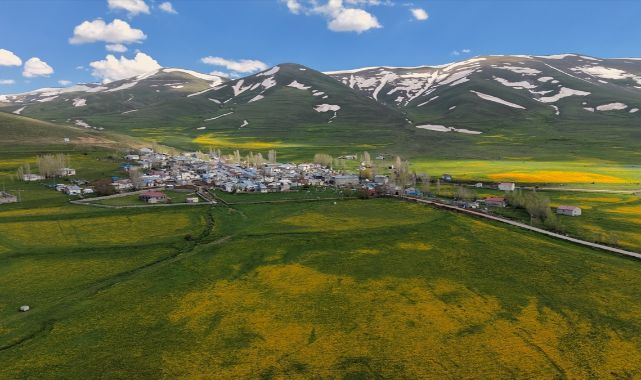 Erzurum'da baharın sarısı karla buluştu