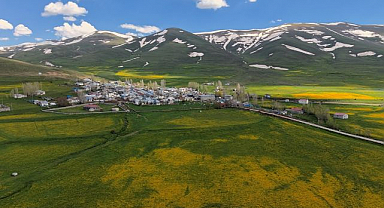 Erzurum'da baharın sarısı karla buluştu