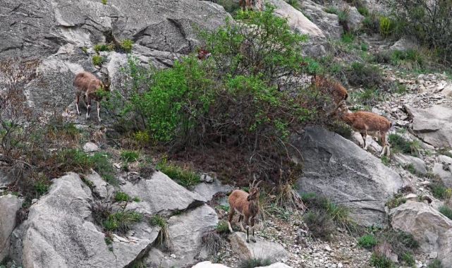 Erzurum'da dağ keçileri ana yola indi   