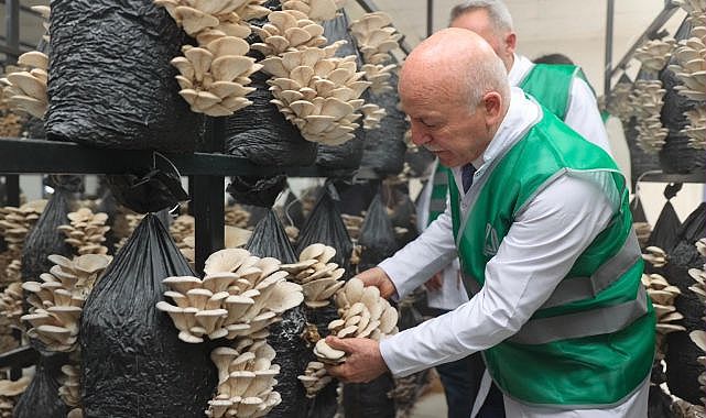 Erzurum’da istiridye mantarı üretimi başladı