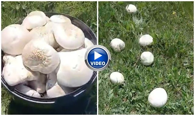 Erzurum'da mantar bereketi
