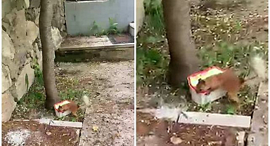 Erzurum'da sincabın ceviz isyanı kamerada