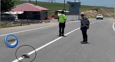 Erzurum'da trafiği durduran kaplumbağa