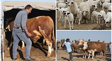Erzurum’dan Türkiye’ye 24 bin kurbanlık sevkiyatı