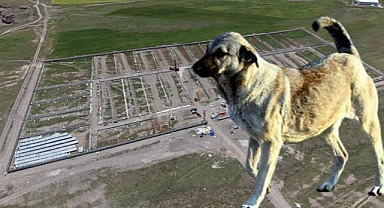 Erzurum'dan Türkiye'ye örnek! Başıboş köpek meselesi tarih oluyor