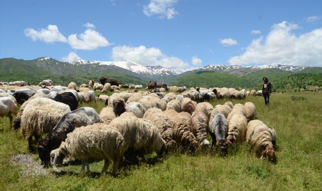 Göçerlerin yayla yolculuğu başladı