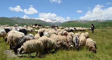 Göçerlerin yayla yolculuğu başladı