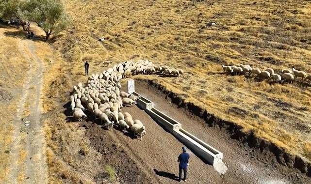 Horasan ve Pasinler'de hayvan içme suyu hattı yaptırılacak