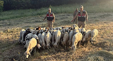Kayıp küçükbaş hayvanlar dron desteğiyle bulundu
