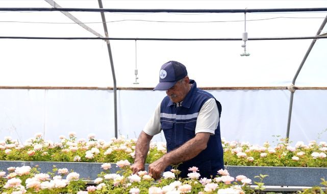 Kent estetiğine katkı sağlayacak güller serada yetiştiriliyor