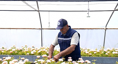 Kent estetiğine katkı sağlayacak güller serada yetiştiriliyor