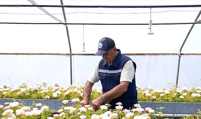 Kent estetiğine katkı sağlayacak güller serada yet