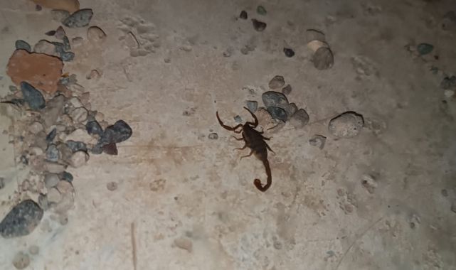 Kent merkezinde akrep paniği