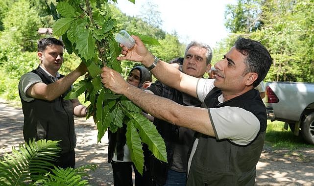 Kestane ağaçları için doğal çözüm uygulaması