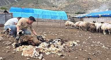 Kırkım mesaisi başladı