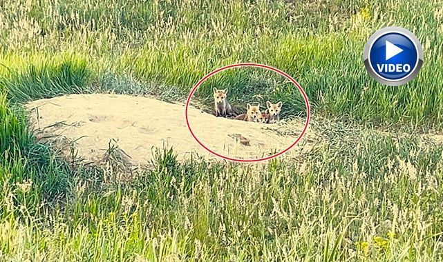 Meraklı tilki yavruları kamerada 