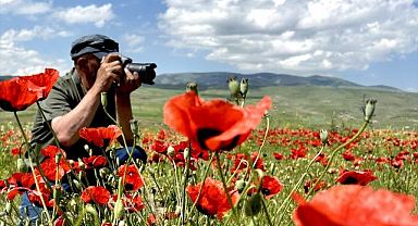 Meralar gelinciklerle kırmızıya büründü