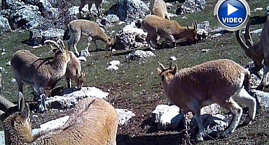 Munzur’un sessiz misafirleri fotokapana takıldı   