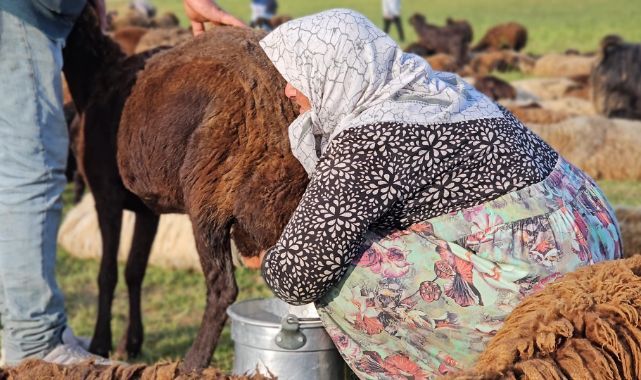 Yaylalarda hayat başladı! İşte o lezzetli sütün sırrı...