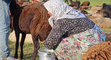 Muş yaylalarında hayat başladı: İşte o lezzetli sütün sırrı...