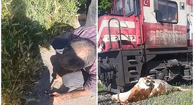 Raylara sıkışan inek için seferber oldular