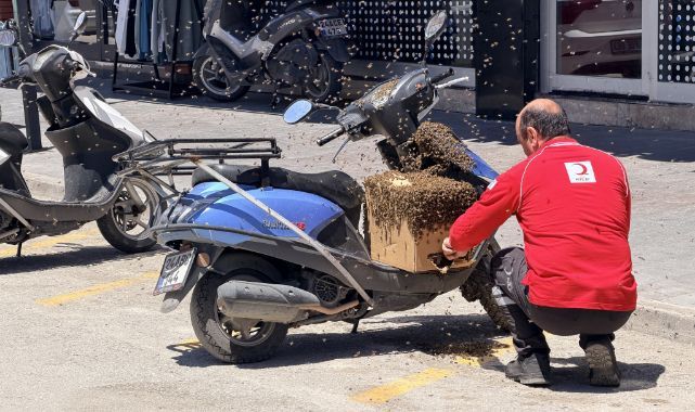 Şehrin göbeğinde oğul veren arılar ilgi odağı oldu   