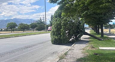 Şiddetli rüzgar ağaçları devirdi!
