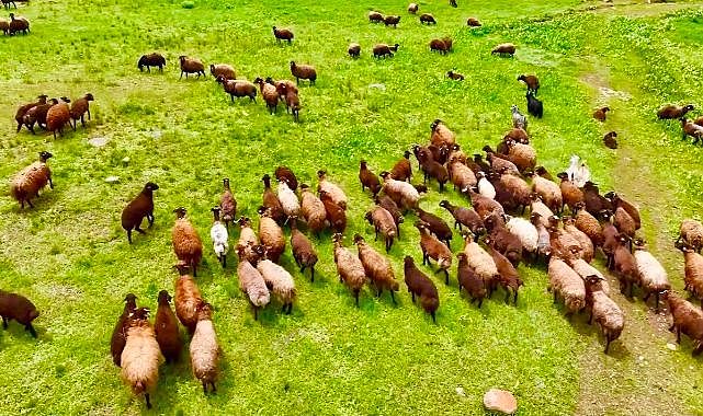Sinek Yaylası’nda doğa ve hayvancılık buluştu