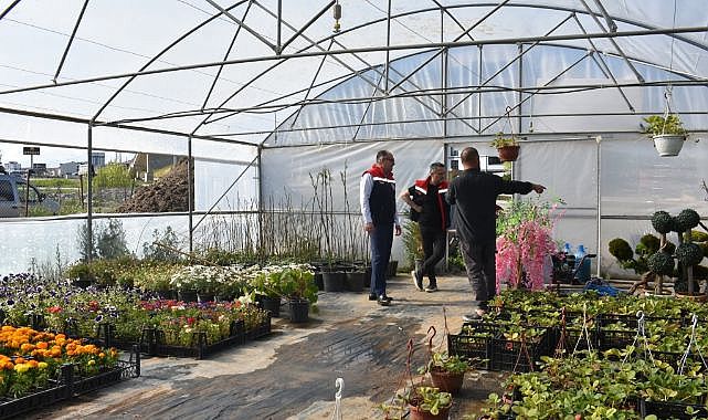 Süs bitkisi ve aromatik bitki üretimine inceleme