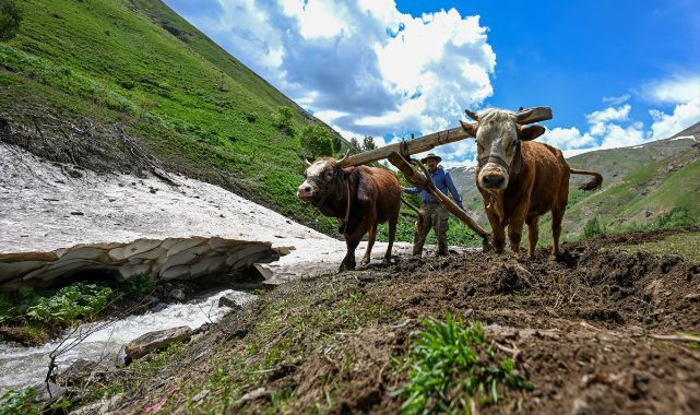 Traktör girmeyen tarlalarda karasaban dönemi sürüyor