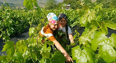 Üzümden önce yaprak hasadı başladı   