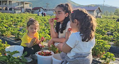 Vatandaşlar tarlaya gidip çilek topluyor
