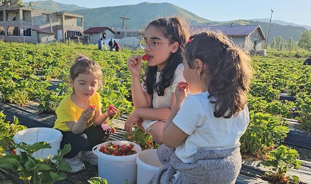 Vatandaşlar tarlaya gidip çilek topluyor