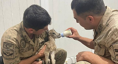Yavru keçi için seferber oldular